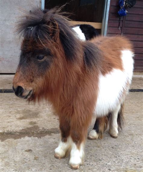 Miniature pony for sale - Height (hh) 8.0. 34 inch miniature horses, cowboy and cowgirl or a bonded pair. I’ve owned them 6 years They are very friendly enjoy daily walks through neighborhood ice…. View Details. $3,800. «. 1.